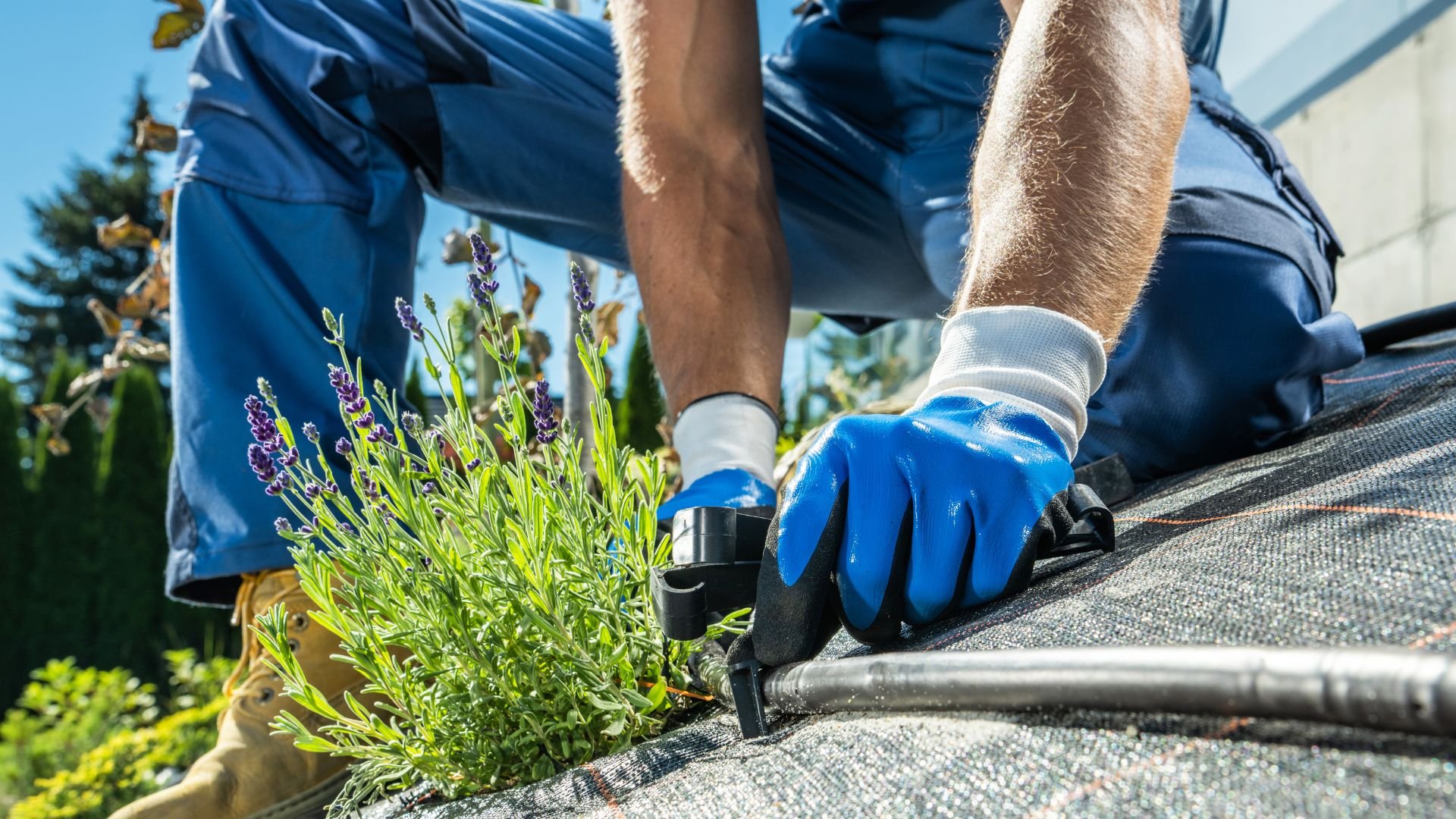 Gardener installing irrigation system near lavender plants with blue gloves