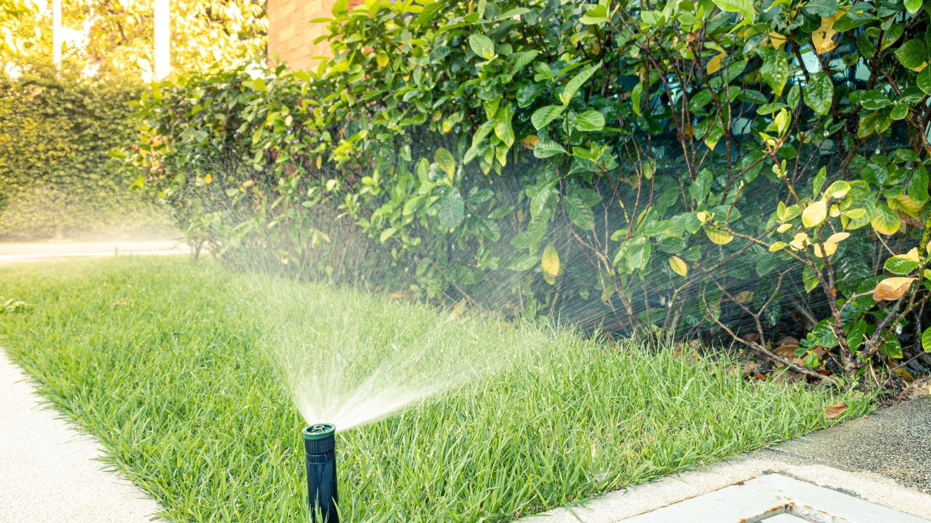 Lawn sprinkler watering green grass near leafy bushes and concrete path