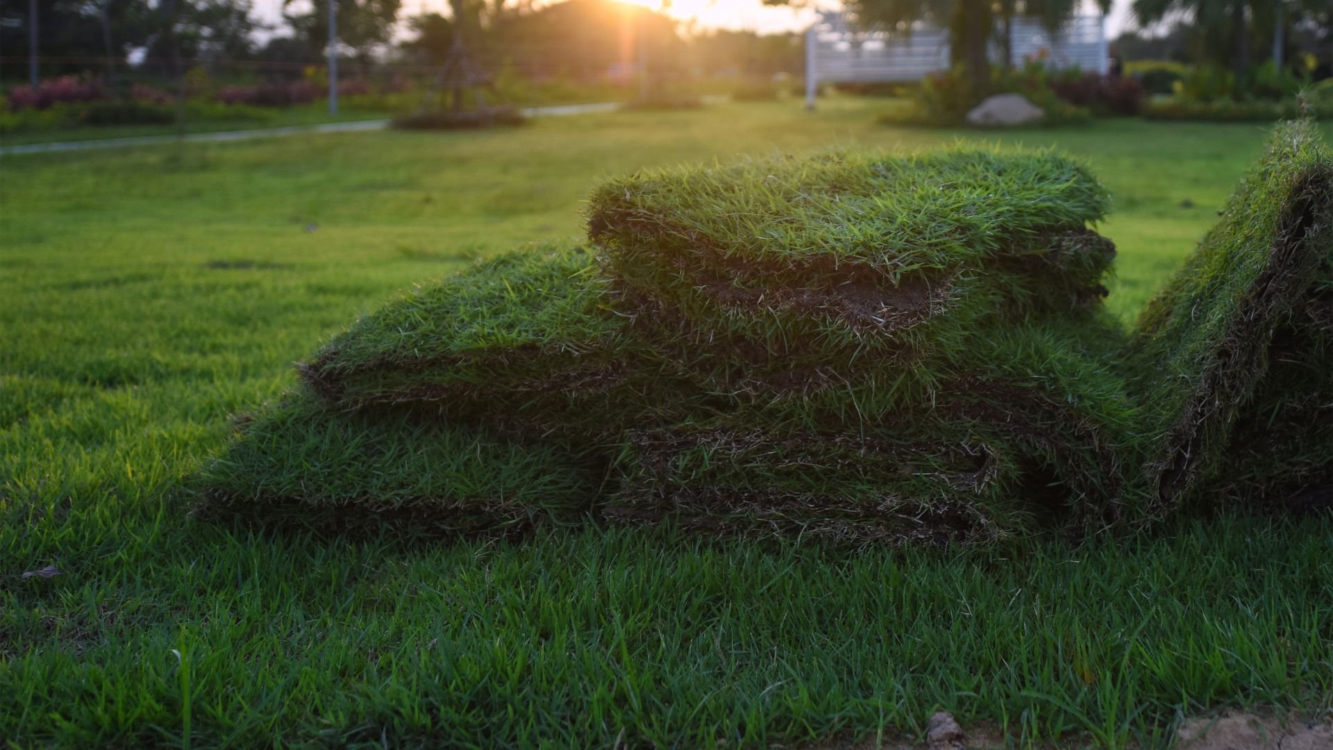 Grass-covered landscape with golden sunset light filtering through trees