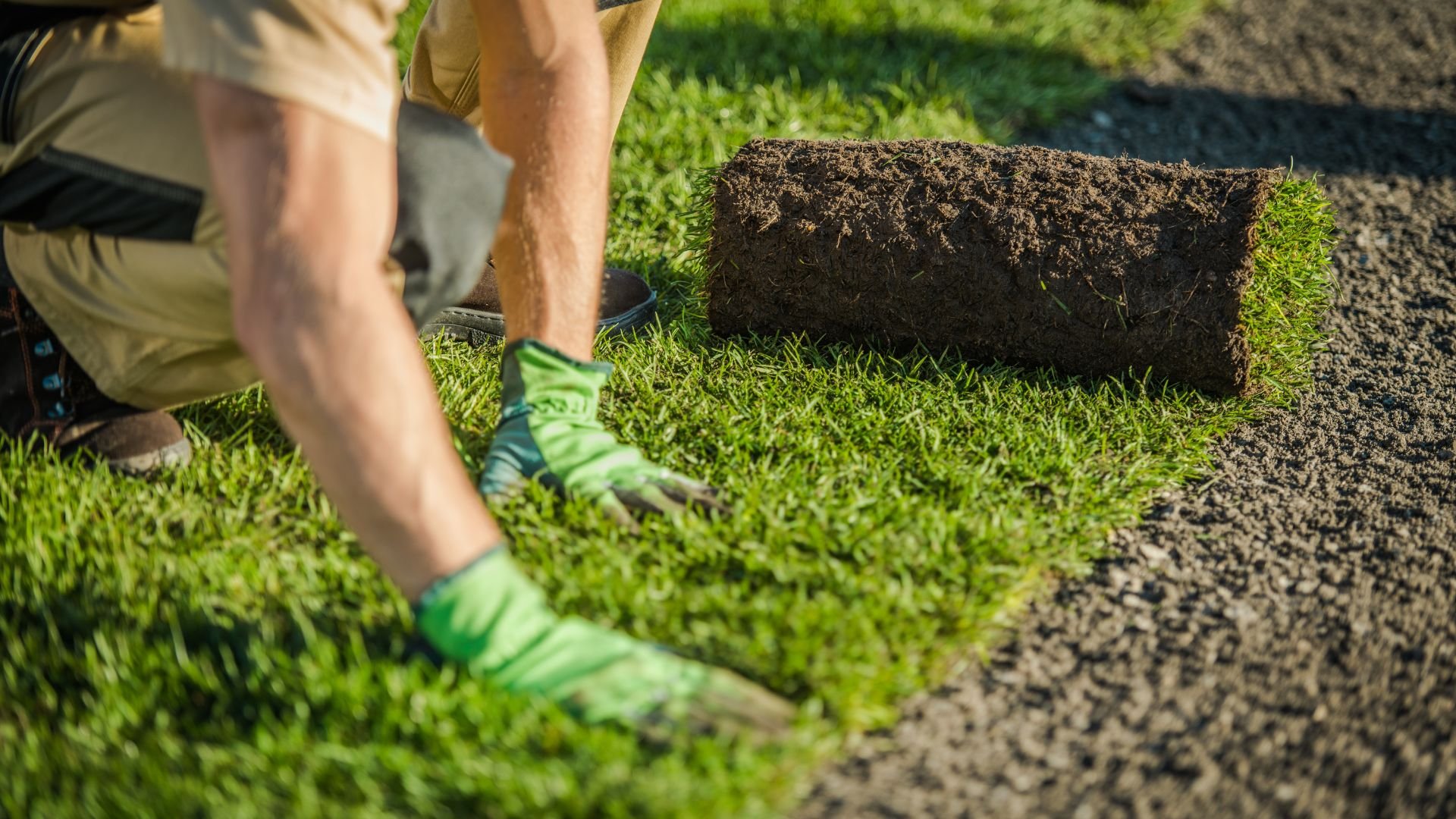 Gardener installing rolled grass sod on prepared soil ground