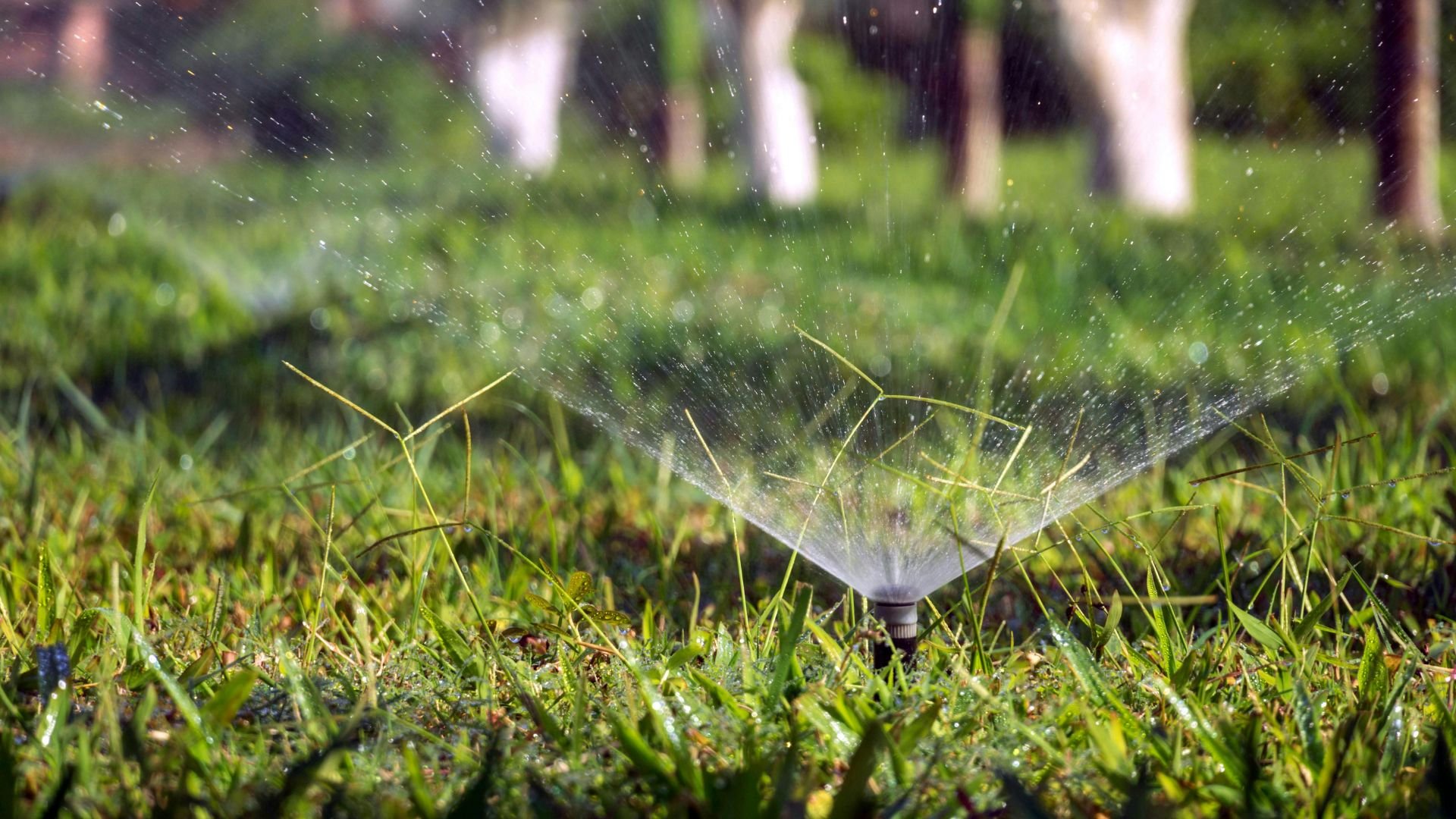 Lawn sprinkler watering green grass with water spray on sunny day